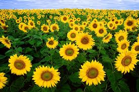 sunflowers